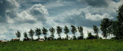 wind bomen